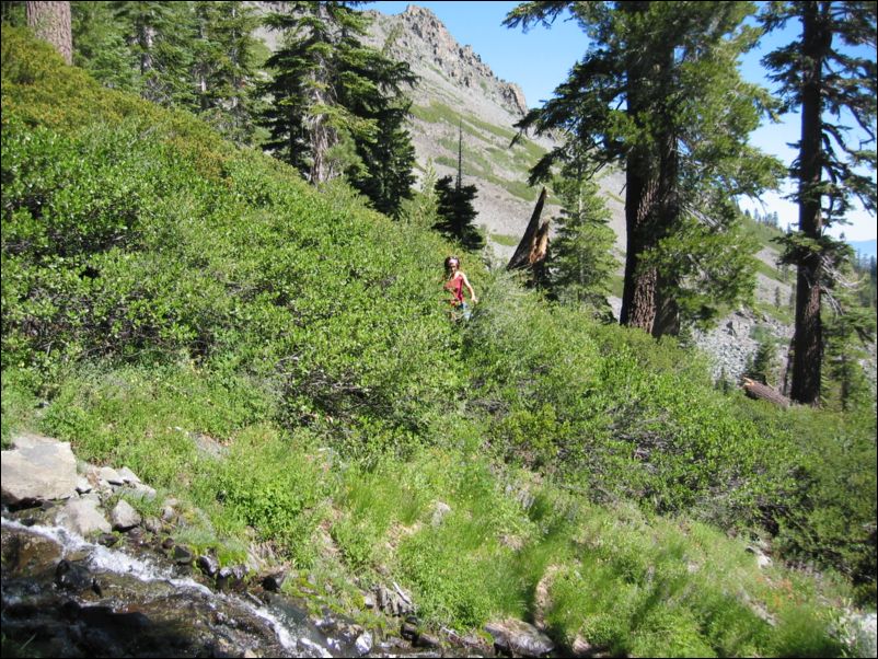 2006-07-16 Tallac (06) some bushwhacking